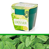 GrowIT - Plant in a pot - Lemon Balm  (PG0842b)