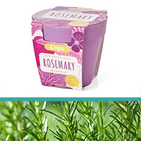 GrowIT - Plant in a pot - Rosemary