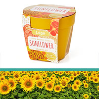 GrowIT - Plant in a pot - Sunflower