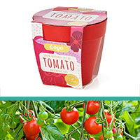 GrowIT - Plant in a pot - Tomato